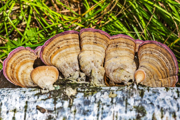 Inedible mushroom or colored Polypore Coriolus versicolor (lat. Trametes versicolor)