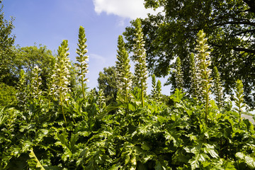 Fototapeta premium Tall Acanthus Spinosus flowering plants in a mixed border of a garden.