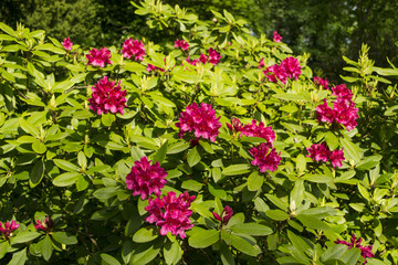 Rhododendron