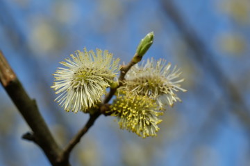 fleurs