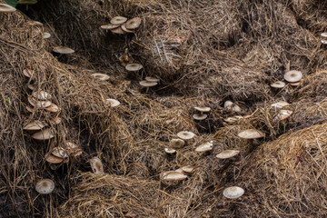  Straw mushrooms
