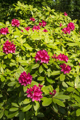 Rhododendron