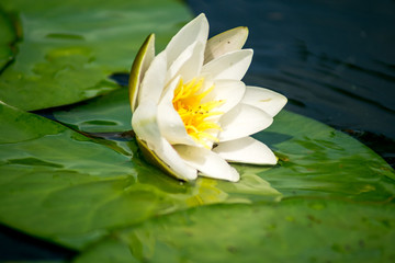 Beautiful water lily © Gina Reich