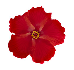 bright large flower of red hibiscus isolated on white background