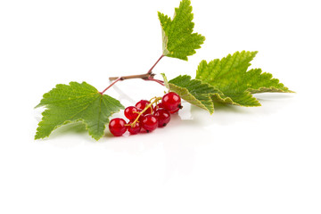 Red currant isolated