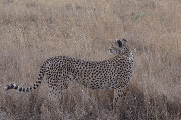 チーター