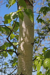Fototapeta premium Birke