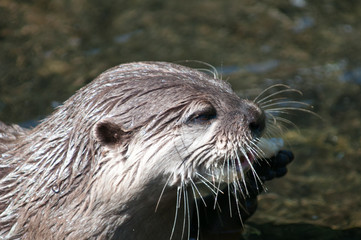 ASian short clawed otter