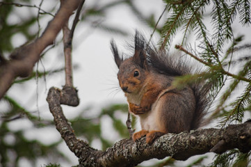 Pregnant squirrel on a branch