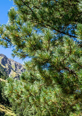 Obraz premium Pino cembro