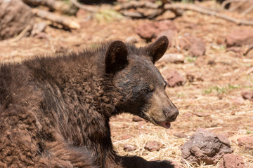 Black Bear