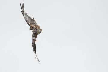 Fototapeta premium Tagged red kite (Milvus milvus) in flight looking downards