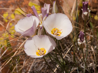 Sago lilies, northern Arizona