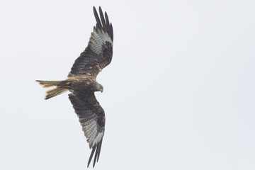 Tagged red kite (Milvus milvus) in flight