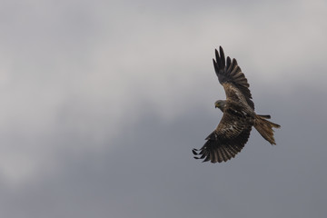 red kite (Milvus milvus) in flight looking towards camera