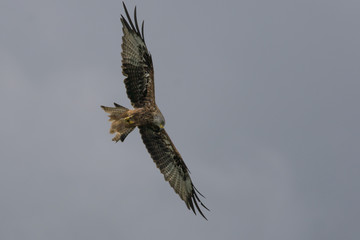red kite (Milvus milvus) in flight