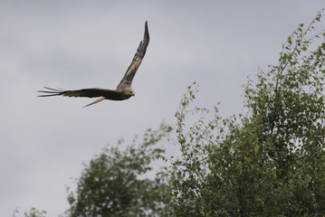 red kite (Milvus milvus) flying over treetops
