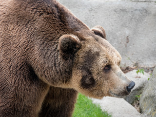 Eurasian brown bear (Ursus arctos arctos) also known as the European brown bear.