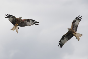 Two  red kite (Milvus milvus) in flight