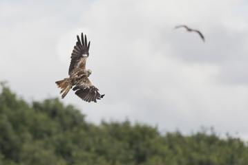 Obraz premium Red Kite (Milvus milvus) in flight