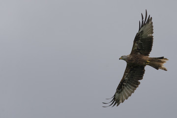 Red Kite (Milvus milvus) in flight