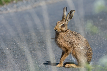 Brown Hare (Lepus europaeus) sitting on road looking towards camera