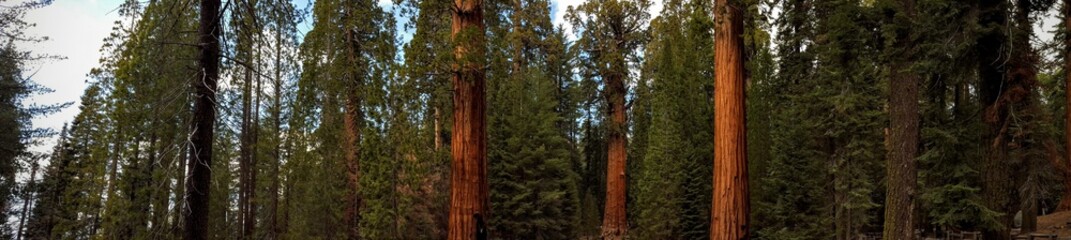 Beautiful trees in Sequoia National Park.
