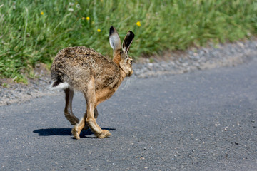 Brown Hare (Lepus europaeus) running away on road