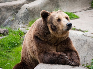 Eurasian brown bear (Ursus arctos arctos) also known as the European brown bear.