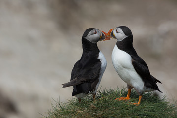 Pair of Puffins (Fratercula arctica) billing on a grassy knoll