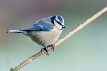 Blue Tit (Cyanistes caeruleus) Perched on branch