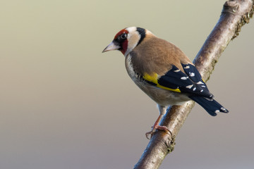 Goldfinch (Carduelis carduelis) perched on branch