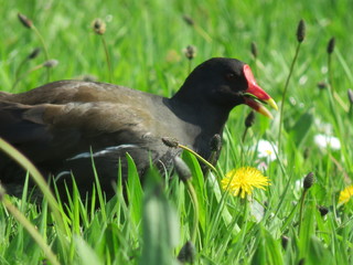 Obraz premium Natuur