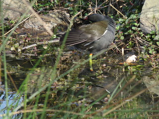 Natuur