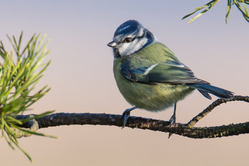 Blue Tit (Cyanistes caeruleus) Perched on branch