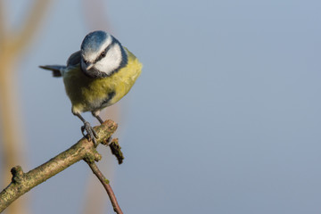 Blue Tit (Cyanistes caeruleus) Perched on branch