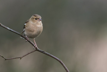 Female Chaffinch (Fringilla coelebs)