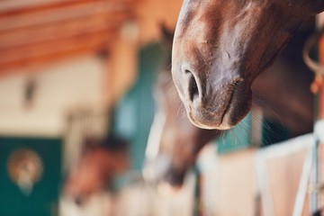 Nose of the horse