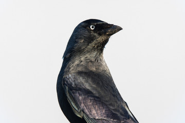 Jackdaw (Corvus monedula)