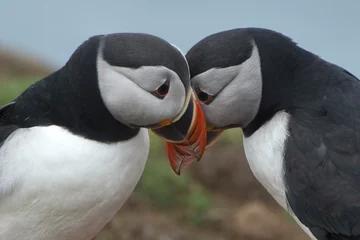 Pair of puffins  (Fratercula arctica) interacting and billing