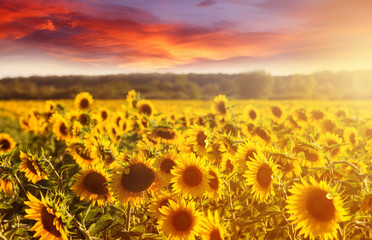 Amazing fairy sundown on sunflower field with sunflowers on foreground. Scenic view on sunflowers with golden sunlight in sundown wiyh colorful sky