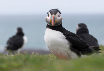 Puffin (Fratercula arctica) windswept, looking towards camera with spiky hair-do