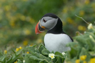 Naklejka premium side profile of Puffin (Fratercula arctica) sitting amongst primroses
