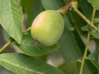 Walnut tree close up with green fruits. Macro shot