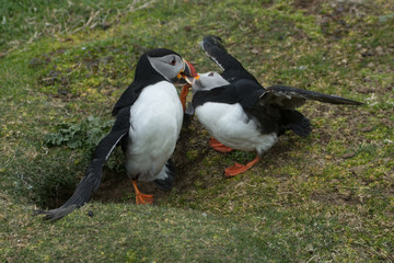 Fototapeta premium Two Puffins (Fratercula arctica) fighting