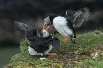 Two Puffins (Fratercula arctica) fighting