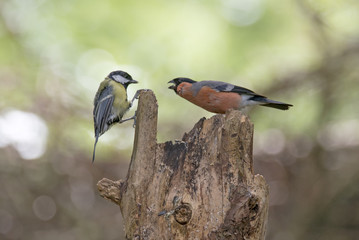 Bullfinch interacting with Great Tit