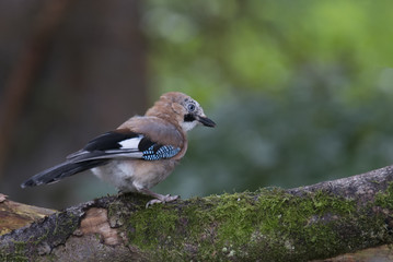 Jay (Garrulus glandarius) perched on mossy log