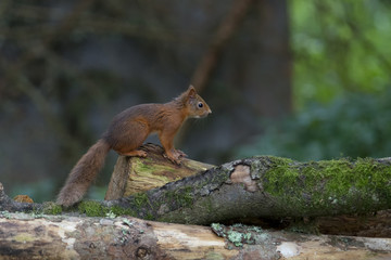 Red Squirrel (Sciurus vulgaris) perched on log looking  right