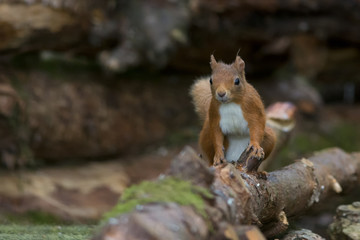 Red Squirrel (Sciurus vulgaris) perched on log looking towards camera